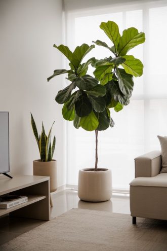 Live Fiddle Leaf Fig Plant - Potted